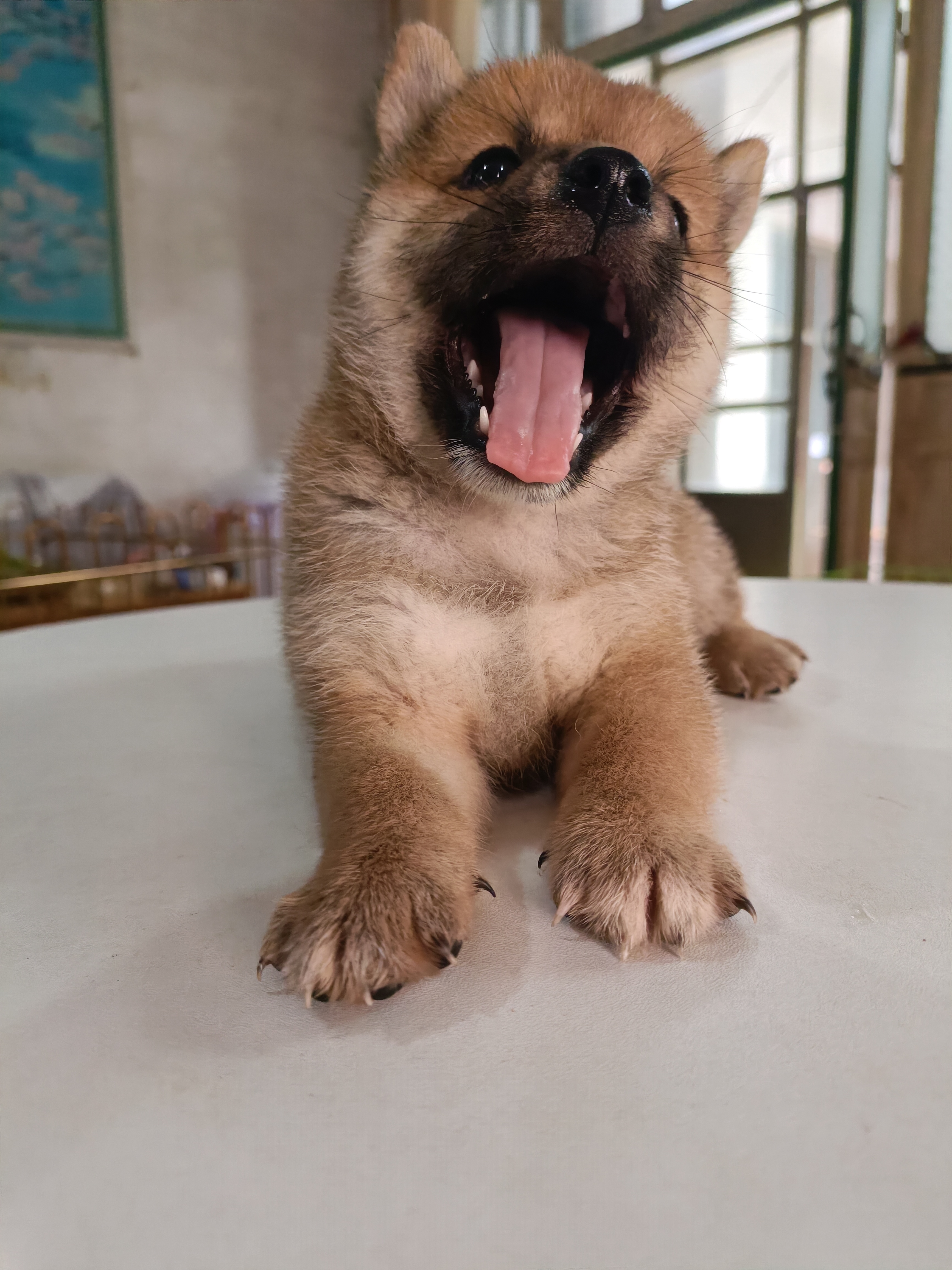 柴犬